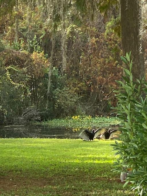 Ferienwohnung Professor Rousseau'S Manatee Bay Crystal River Exterior foto